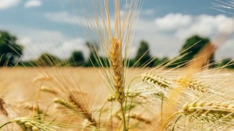 سوريا عم توسّع زراعة القمح والشعير بهالموسم الزراعي