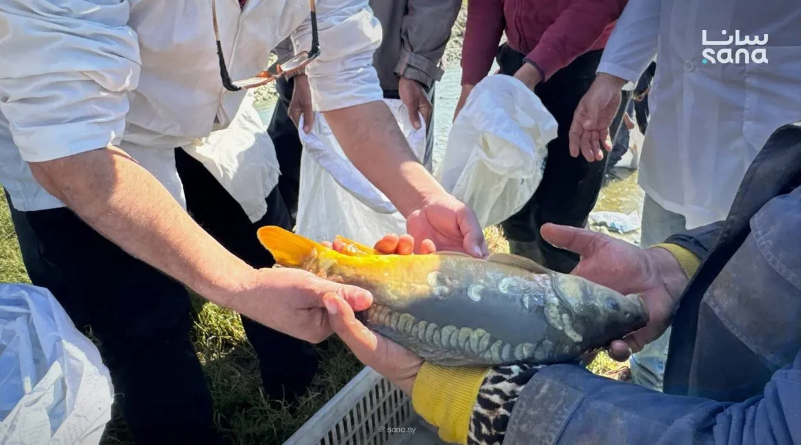 وزارة الزراعة: إنتاج السمك بسوريا فوق الـ 30 ألف طن لهلق بآذار