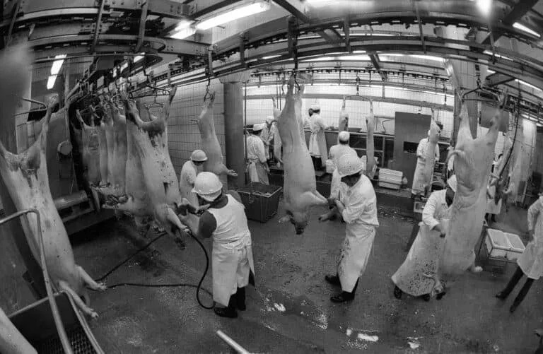 تطورات جديدة بقضايا العمالة بأمريكا: إضراب JBS وملف سوريا وهايتي بالمحكمة العليا