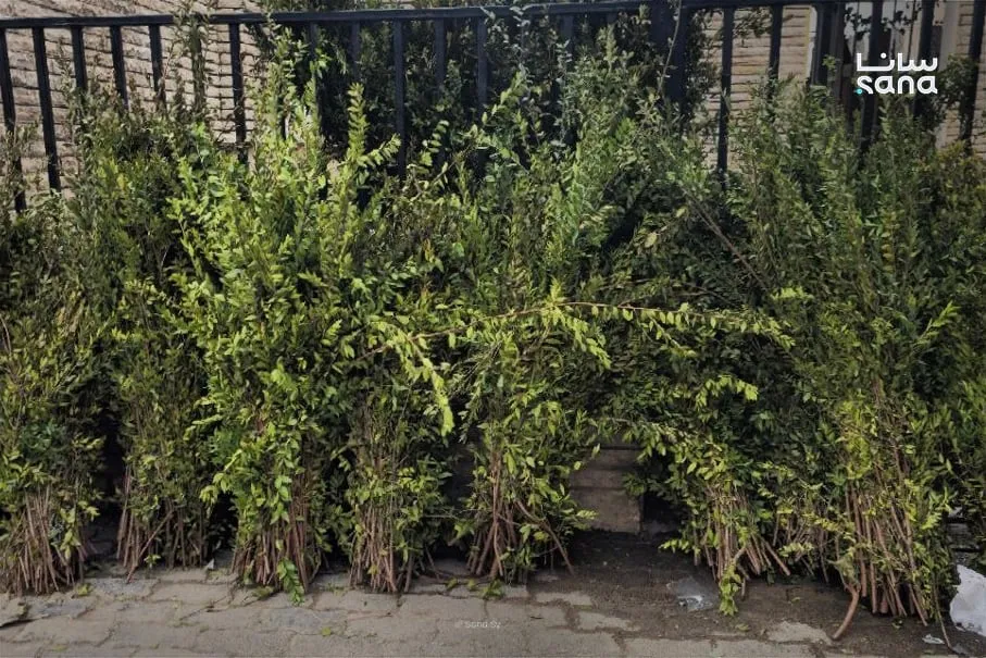 بالشام: الآس بيروي قصة وفاء بتضل عايشة على قبور أحبابنا