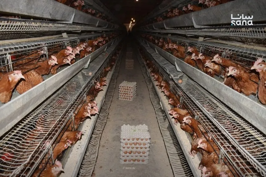 أزمة الفروج بأسواق دمشق وريفها: الأسعار نار والإنتاج قلّ كتير