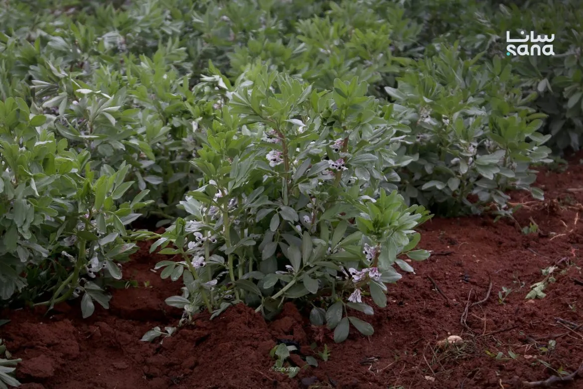 أمطار آذار الغزيرة بدرعا رجعت الروح للأرض والمحاصيل