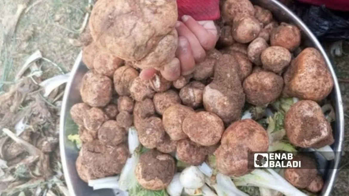 كمأة الحسكة: موسم ذهب وخطر الألغام عم يتربص بالجامعين