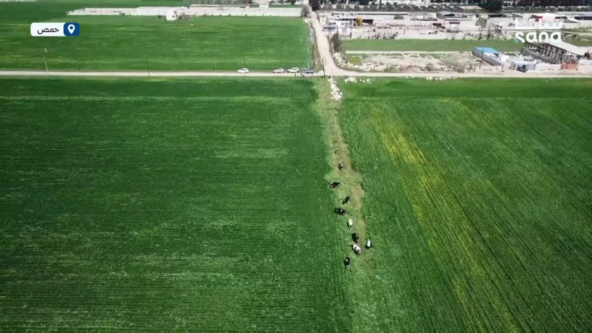 حملة كبيرة بحمص لتطعيم 84 ألف بقرة ضد الحمى القلاعية