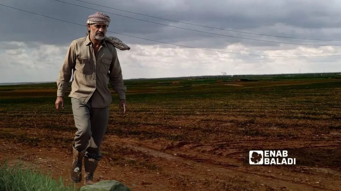 موسم الكمون بالحسكة انتعش بعد مطر كتير، والمزارعين متفائلين